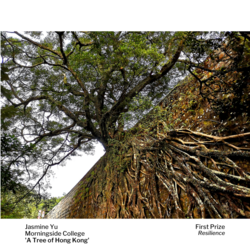 Resilience 1st Prize – ‘A Tree of Hong Kong’ by Ziling Yu, Morningside College